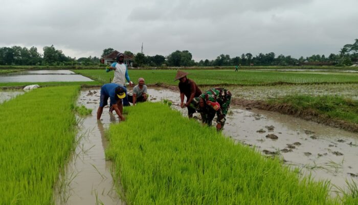 Tak Hanya Angkat Senjata, Babinsa Koramil 421-06/Natar Turun ke Sawah Dampingi Petani Demi Ketahanan Pangan