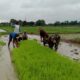 Tak Hanya Angkat Senjata, Babinsa Koramil 421-06/Natar Turun ke Sawah Dampingi Petani Demi Ketahanan Pangan