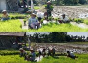 Babinsa Koramil 421-06/Natar, Dampingi Petani Siapkan Bibit Padi Inpari 32, Wujud Nyata TNI AD Dukung Ketahanan Pangan