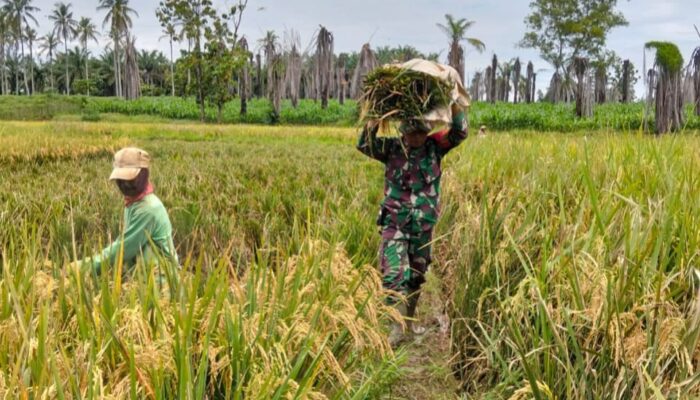 Di Tengah Hamparan Padi Menguning, Babinsa dan Petani Bergotong Royong Raih Hasil Panen Melimpah