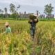 Di Tengah Hamparan Padi Menguning, Babinsa dan Petani Bergotong Royong Raih Hasil Panen Melimpah