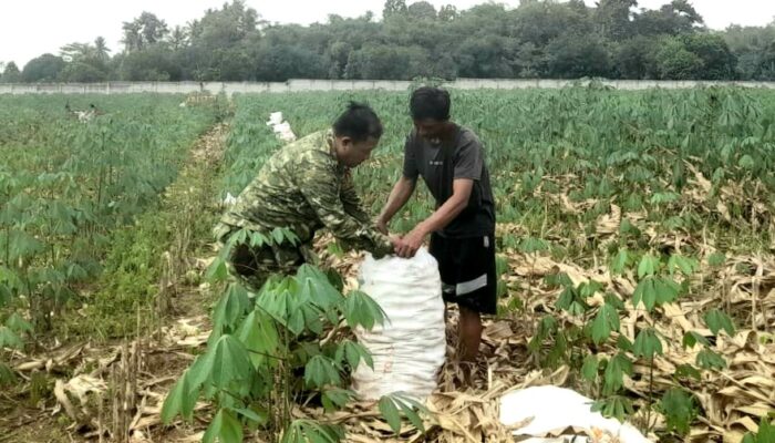 Ditengah Hamparan Jagung Menguning, Babinsa dan Petani Bersinergi Wujudkan Ketahanan Pangan