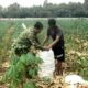 Ditengah Hamparan Jagung Menguning, Babinsa dan Petani Bersinergi Wujudkan Ketahanan Pangan