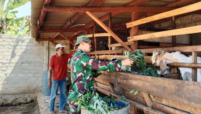 Dari Kandang Kambing ke Ketahanan Pangan, Babinsa Koramil 421-06/Natar Terus Dampingi Warga Binaan