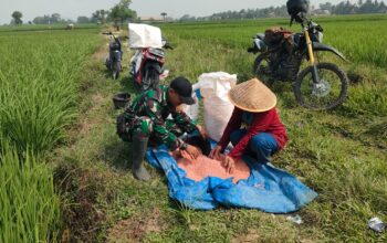 Babinsa Koramil 421-06/Natar Turun ke Sawah Dampingi Petani, Perkuat Ketahanan Pangan dari Desa