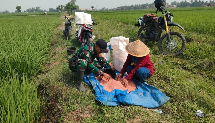 Babinsa Koramil 421-06/Natar Turun ke Sawah Dampingi Petani, Perkuat Ketahanan Pangan dari Desa