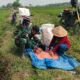 Babinsa Koramil 421-06/Natar Turun ke Sawah Dampingi Petani, Perkuat Ketahanan Pangan dari Desa
