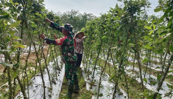 Di Tengah Kebun, Babinsa dan Petani Bergandengan Tangan Wujudkan Ketahanan Pangan