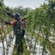 Di Tengah Kebun, Babinsa dan Petani Bergandengan Tangan Wujudkan Ketahanan Pangan