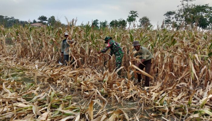 Dampingi Petani Panen Jagung, Babinsa Kalisari Tegaskan Komitmen Perkuat Ketahanan Pangan