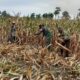 Dampingi Petani Panen Jagung, Babinsa Kalisari Tegaskan Komitmen Perkuat Ketahanan Pangan