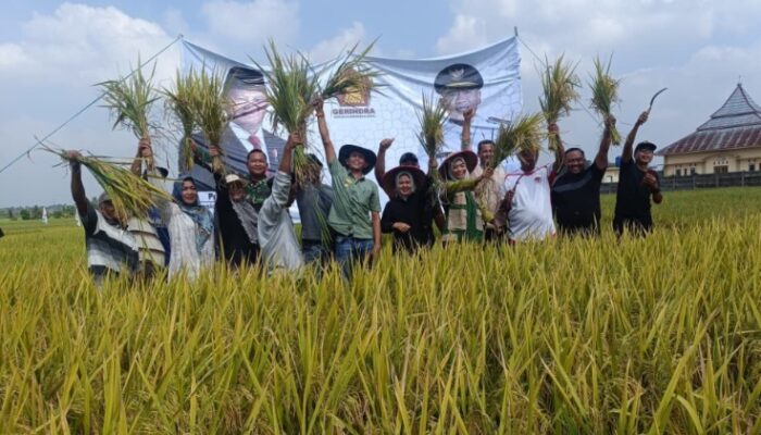 Panen Raya 50 Hektare di Tanjung Sari, Babinsa Kawal Ketahanan Pangan dan Serap Aspirasi Petani