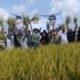 Panen Raya 50 Hektare di Tanjung Sari, Babinsa Kawal Ketahanan Pangan dan Serap Aspirasi Petani
