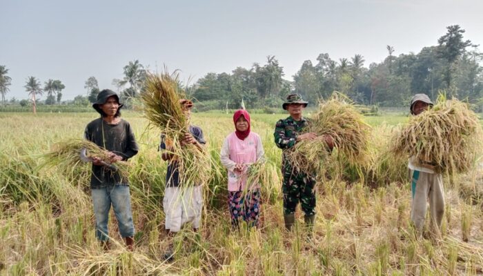 Tak Sekadar Mendampingi, Babinsa Koramil 421-06/ Natar Turun ke Sawah Bantu Petani Panen 5 Ton Gabah
