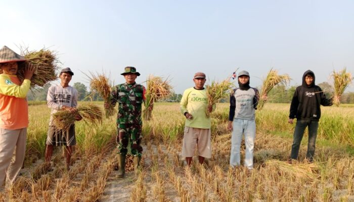 Padi Hibrida Mapan P-02 Dipanen, Babinsa Kalisari Kawal Produktivitas Petani