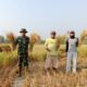 Padi Hibrida Mapan P-02 Dipanen, Babinsa Kalisari Kawal Produktivitas Petani