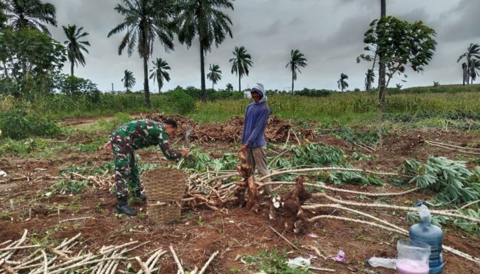 Turun ke Lahan Singkong, Babinsa Bumi Agung Dampingi Petani dan Serap Keluhan