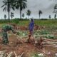 Turun ke Lahan Singkong, Babinsa Bumi Agung Dampingi Petani dan Serap Keluhan