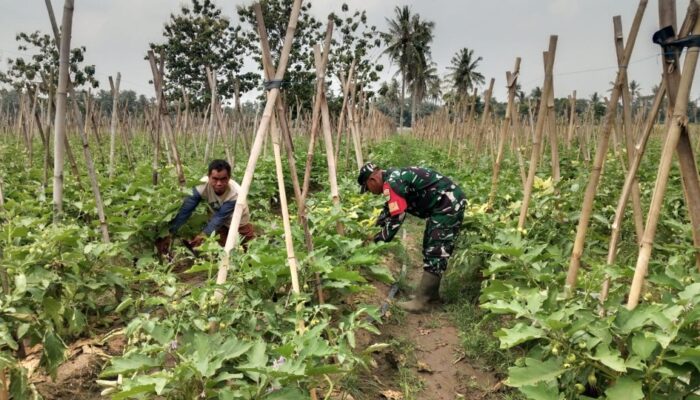 Turun ke Kebun, Babinsa Kalisari Dampingi Petani Jaga Produktivitas Terong Ungu