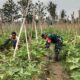 Turun ke Kebun, Babinsa Kalisari Dampingi Petani Jaga Produktivitas Terong Ungu