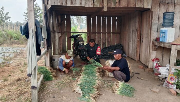 Musim Kemarau, Babinsa Kalisari Dorong Petani Daun Bawang Manfaatkan Harga yang Menguntungkan