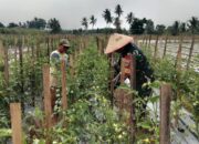 Babinsa Kalisari Turun ke Kebun Tomat, Dampingi Petani Jaga Produktivitas di Musim Kemarau
