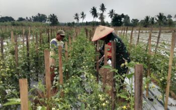 Babinsa Kalisari Turun ke Kebun Tomat, Dampingi Petani Jaga Produktivitas di Musim Kemarau