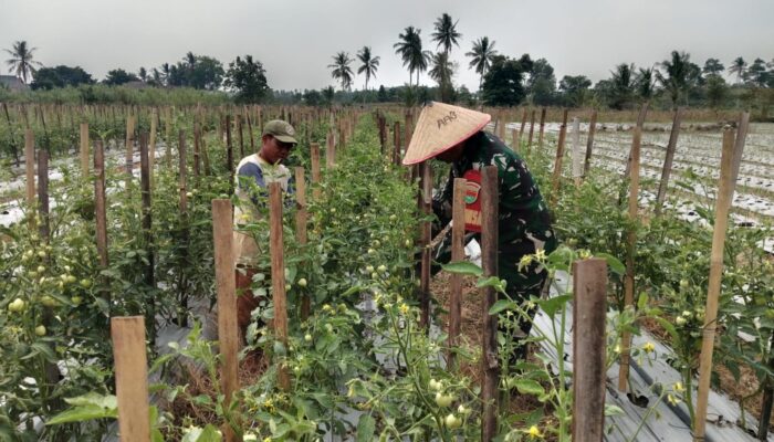 Babinsa Kalisari Turun ke Kebun Tomat, Dampingi Petani Jaga Produktivitas di Musim Kemarau