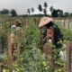 Babinsa Kalisari Turun ke Kebun Tomat, Dampingi Petani Jaga Produktivitas di Musim Kemarau