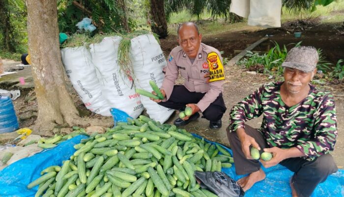 Polsek Kuala Cenaku Dorong Warga Manfaatkan Lahan Pekarangan untuk Budidaya Timun