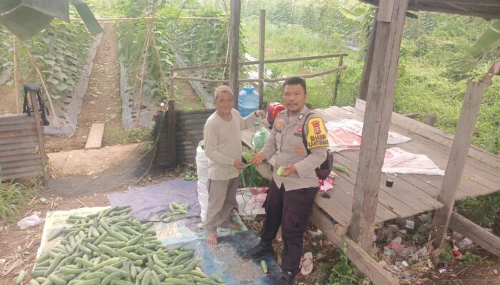 Bhabinkamtibmas Kuala Cenaku Dorong Warga Kembangkan Ketahanan Pangan Lewat Budidaya Timun