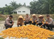 Panen Raya Jagung Serentak, Polsek Kuala Cenaku Dorong Penguatan Ketahanan Pangan