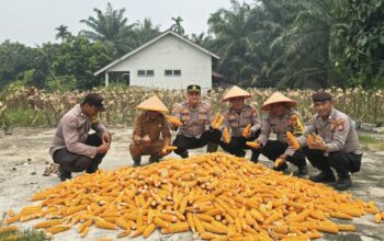 Panen Raya Jagung Serentak, Polsek Kuala Cenaku Dorong Penguatan Ketahanan Pangan