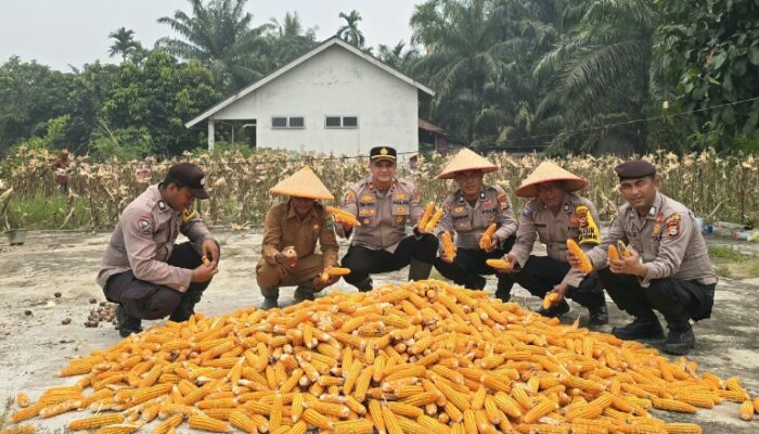 Panen Raya Jagung Serentak, Polsek Kuala Cenaku Dorong Penguatan Ketahanan Pangan